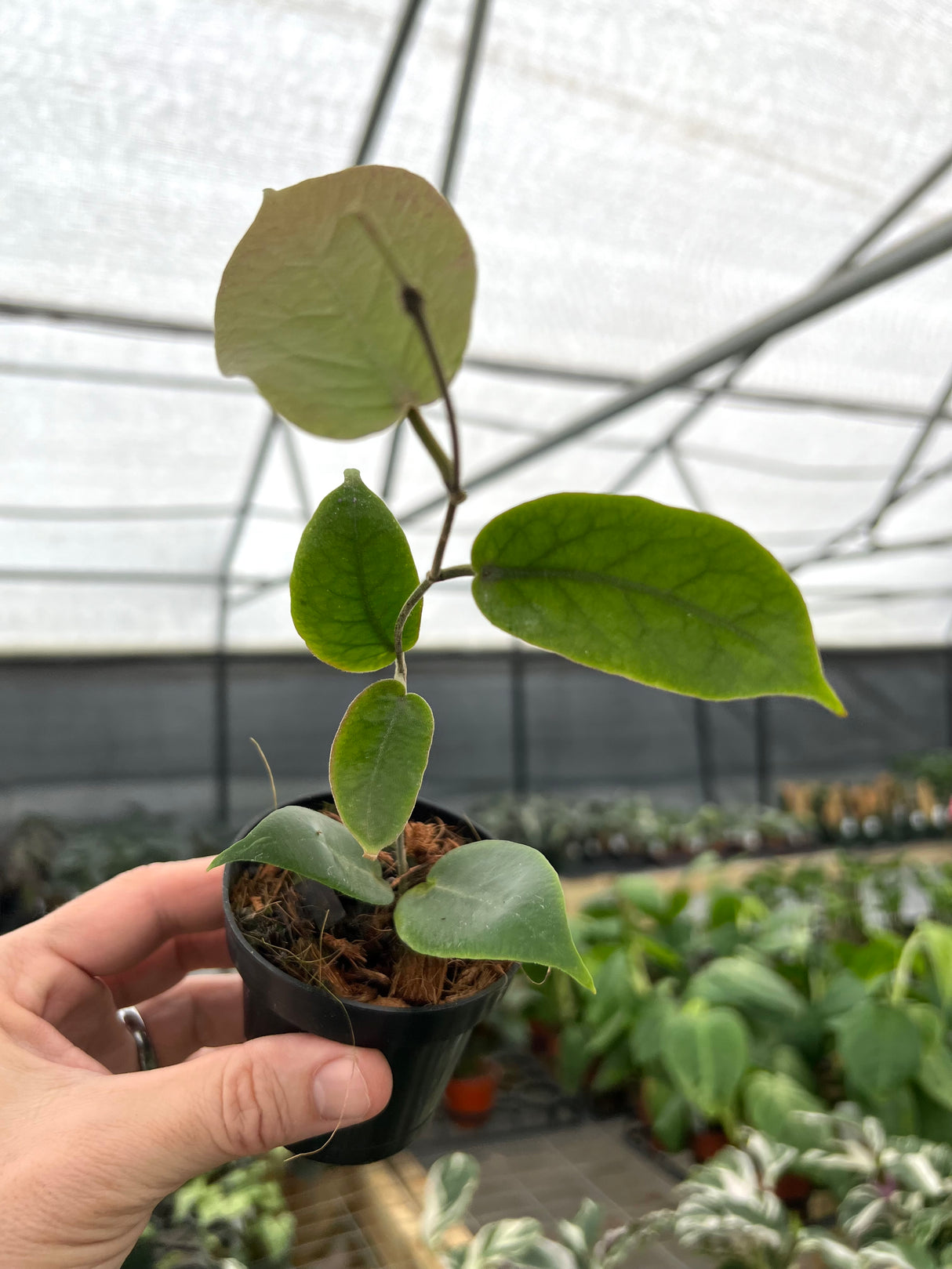 3” Hoya inflata - Canopy Plant Co.