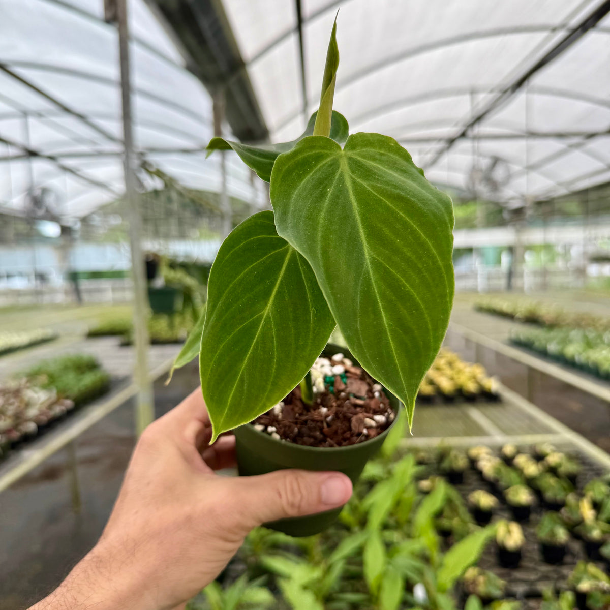 philodendron small leaves 4” Philodendron 'Splendid' – Canopy Plant Co