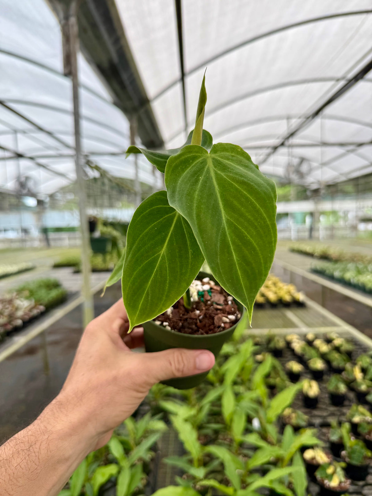 4” Philodendron ‘Splendid’