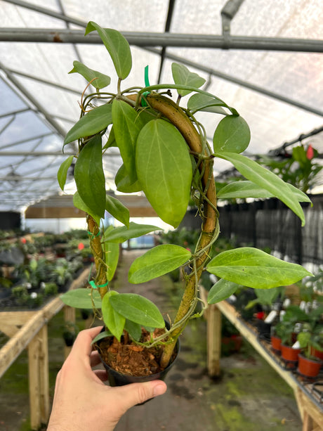 4" Hoya cutis-porcelana w/ trellis - Canopy Plant Co.