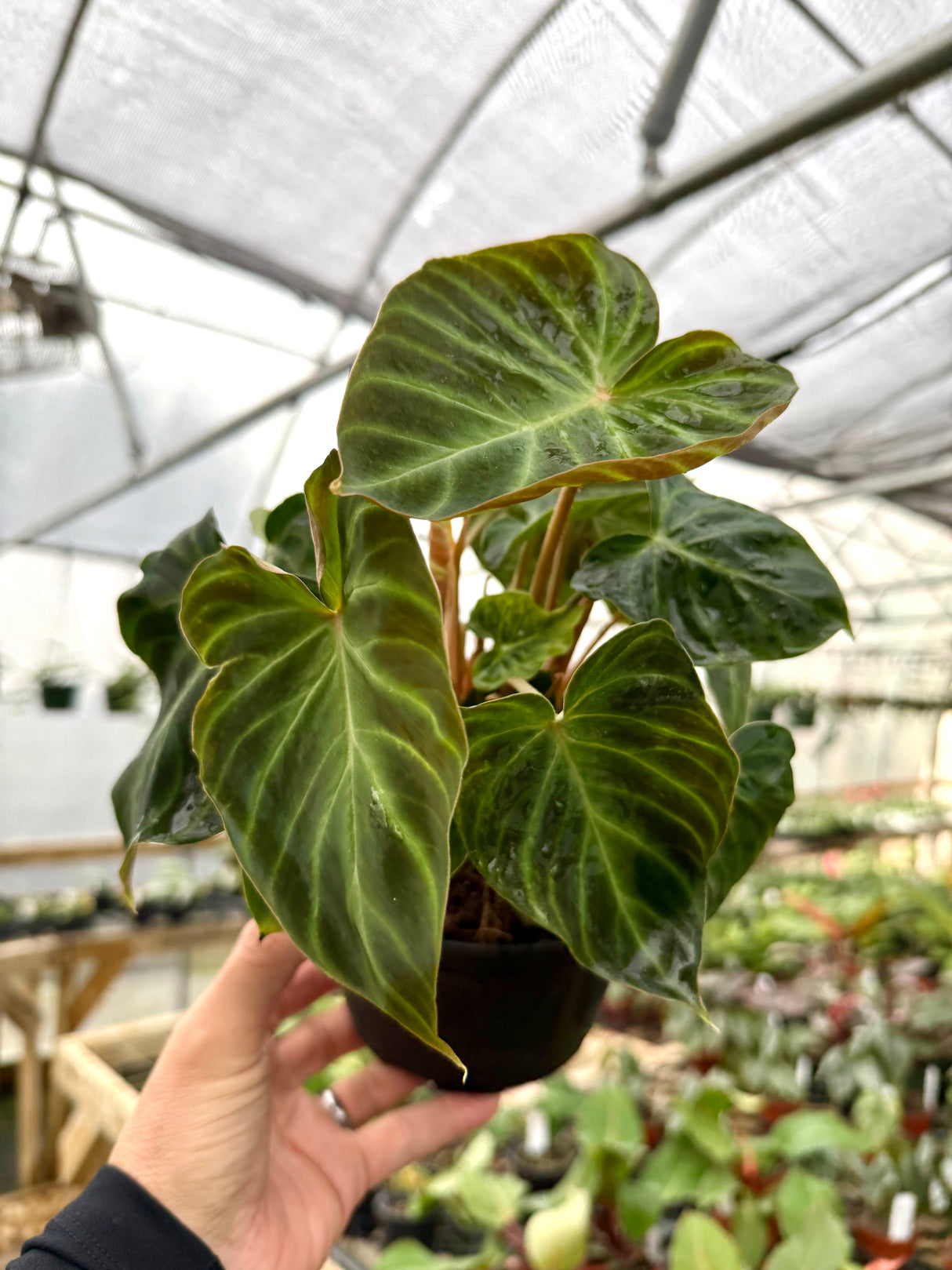 6” Philodendron verrucosum - Canopy Plant Co.