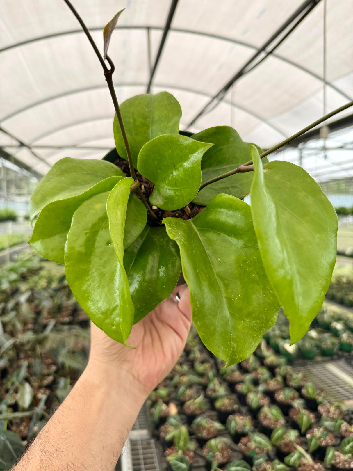 6" Hoya surigaoensis