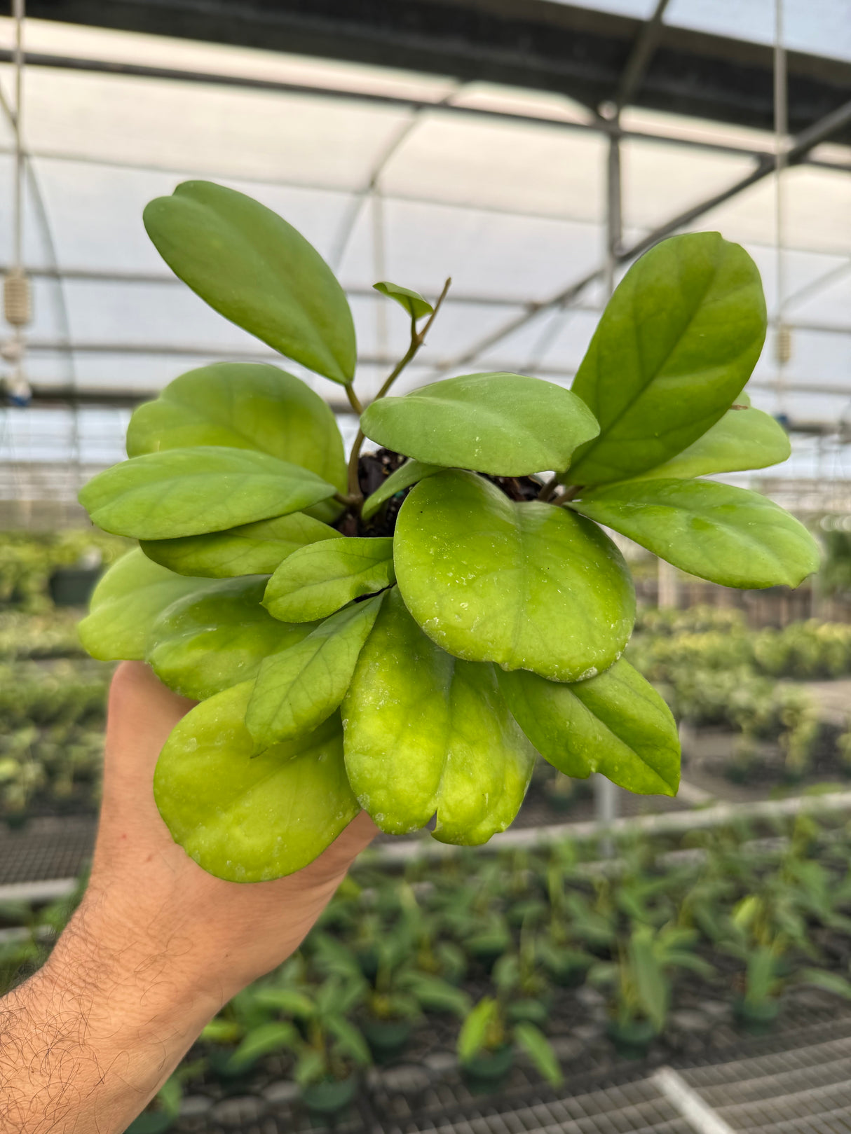 4" Hoya 'Viola'
