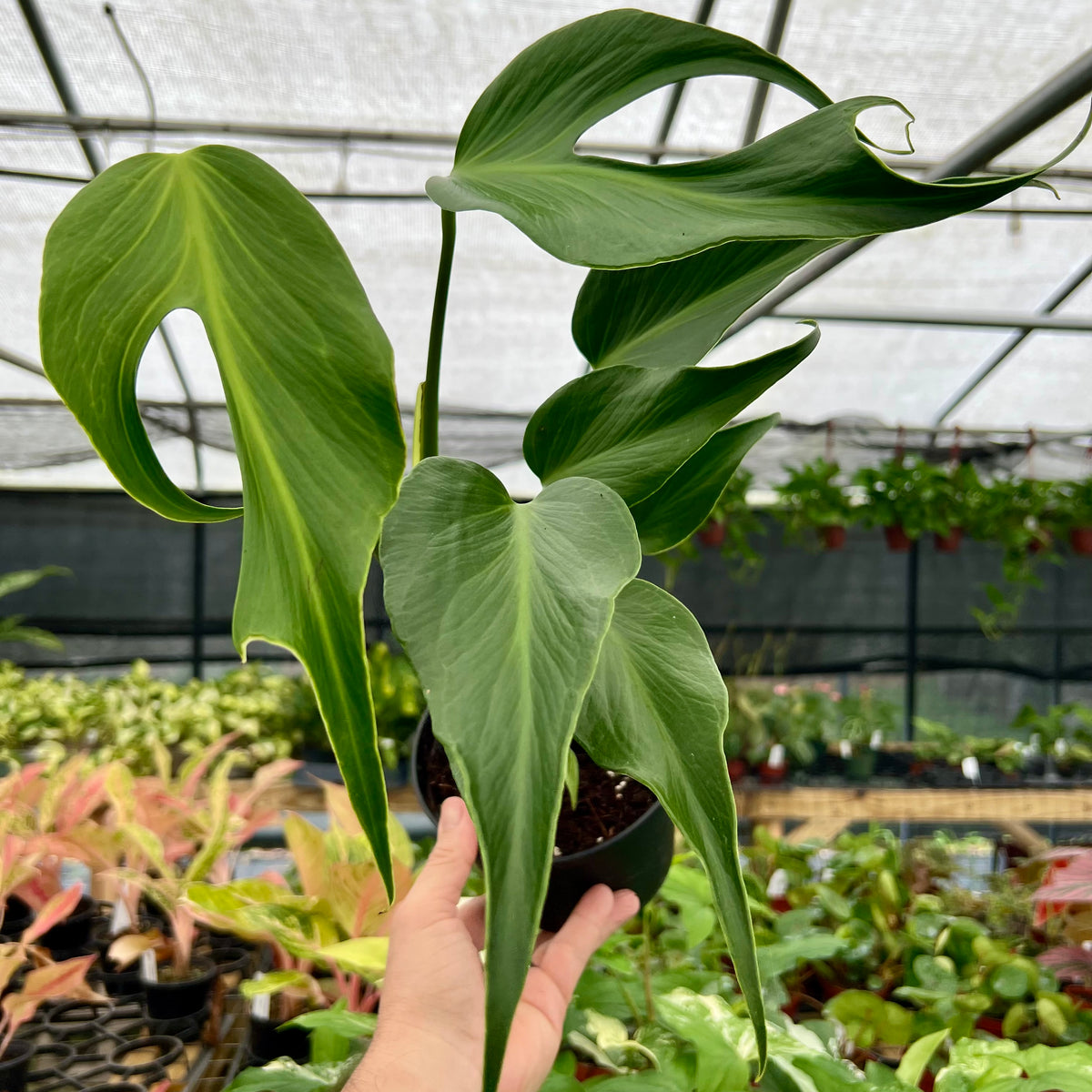 6 Monstera 'Burle Marx Flame'  Canopy Plant Co.
