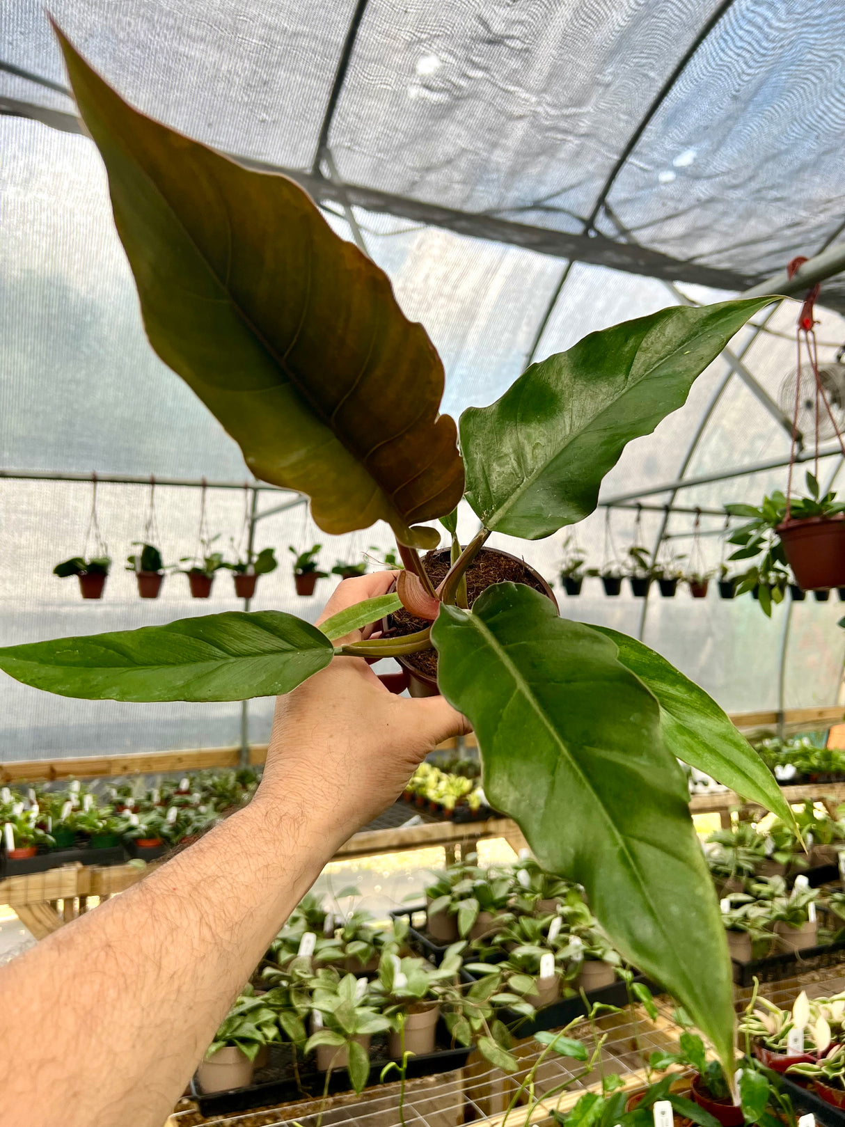4" Philodendron Pluto ‘Choco Empress’ - Canopy Plant Co.