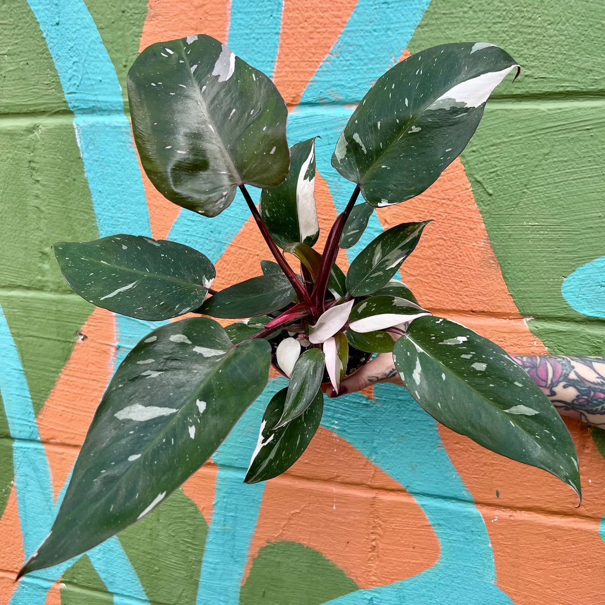 red anderson variegata 4