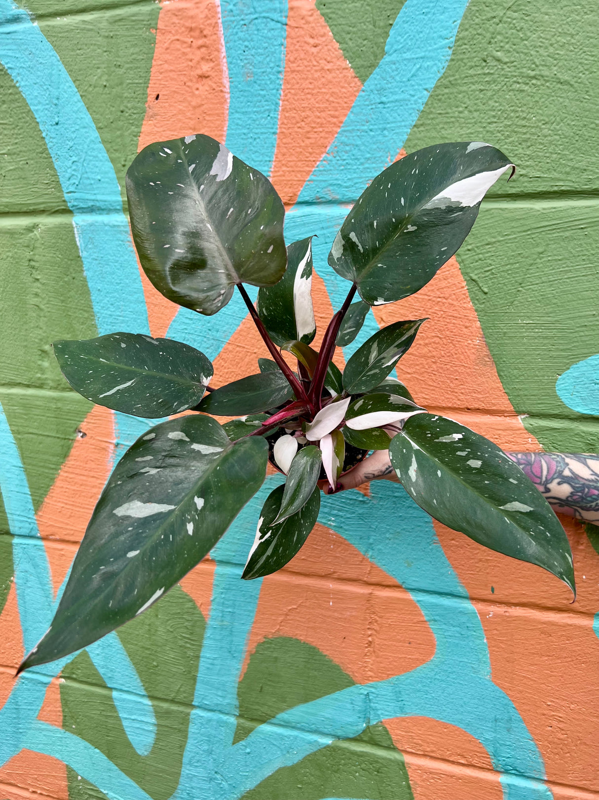 4" Philodendron ‘Red Anderson’ - Canopy Plant Co.