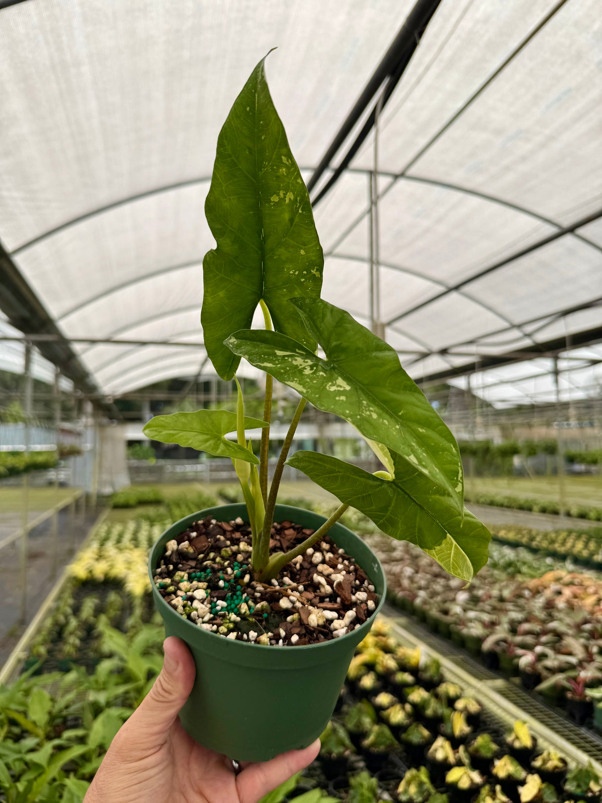 6" Alocasia 'Simpo' variegated