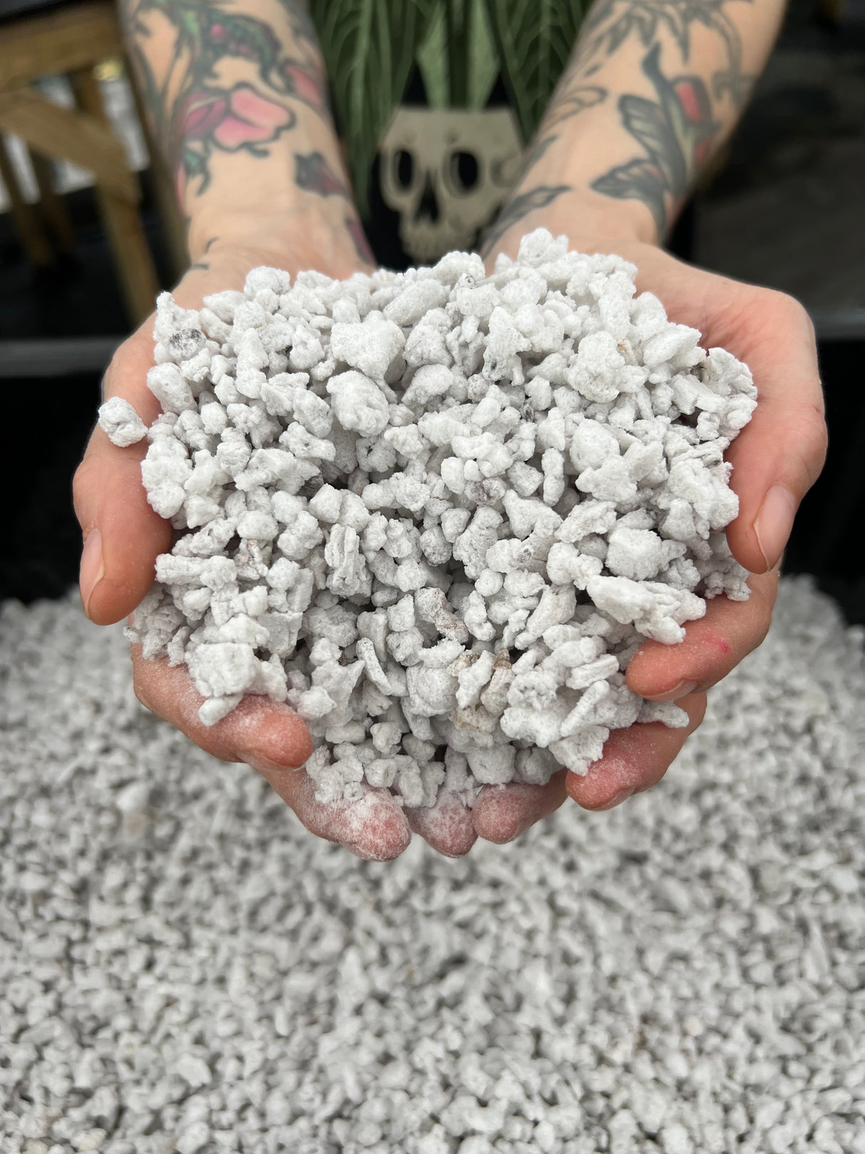 Big Perlite (1 gallon) - Canopy Plant Co.