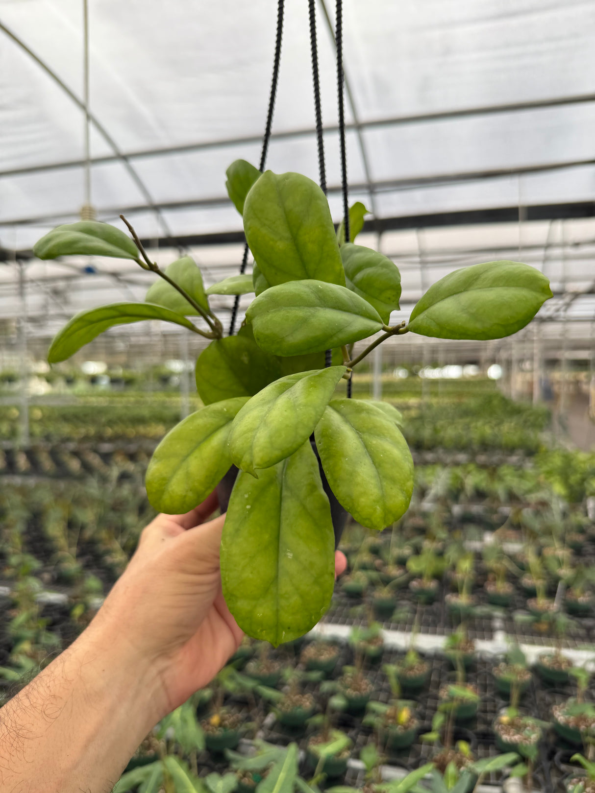 4" Hoya 'Viola' hanging basket