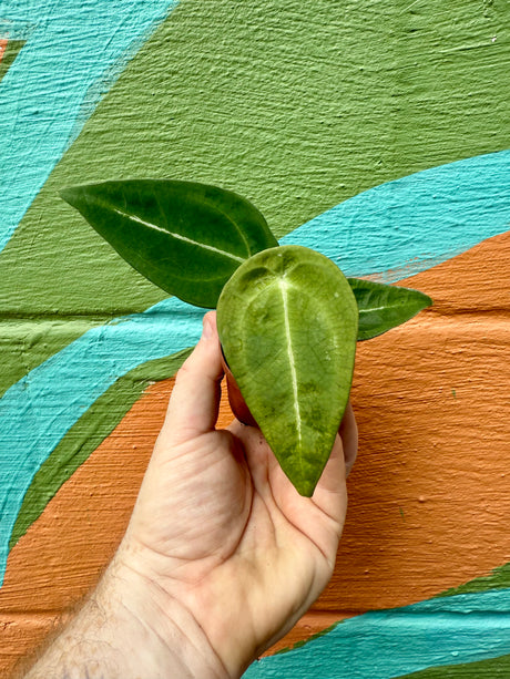 2" Anthurium forgetii - Canopy Plant Co.