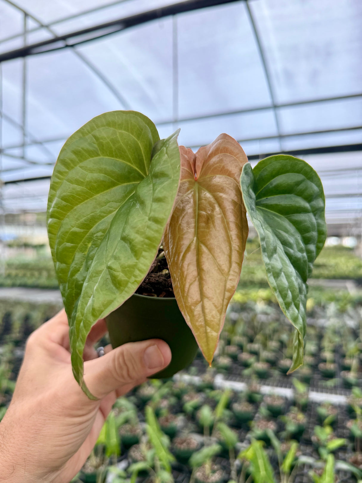 4” Anthurium radicans x luxurians