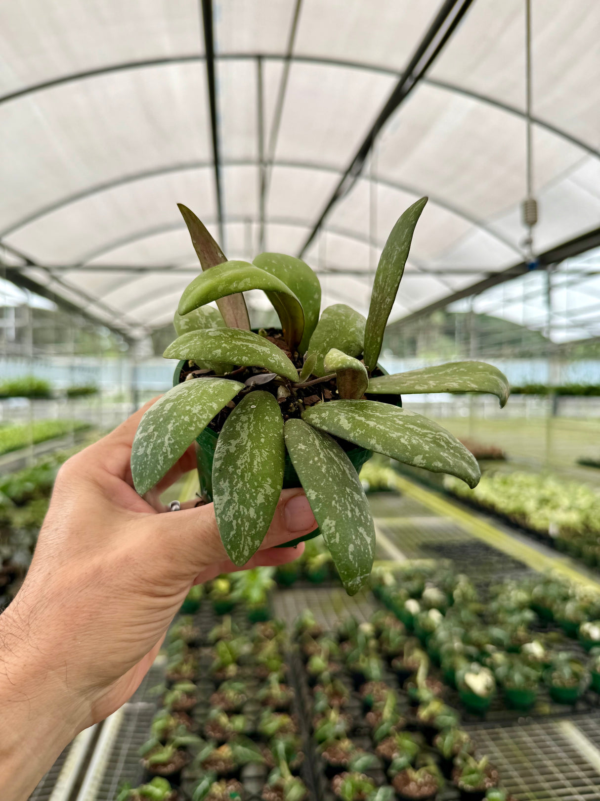 4" Hoya sigillatis sp. Borneo (round form)
