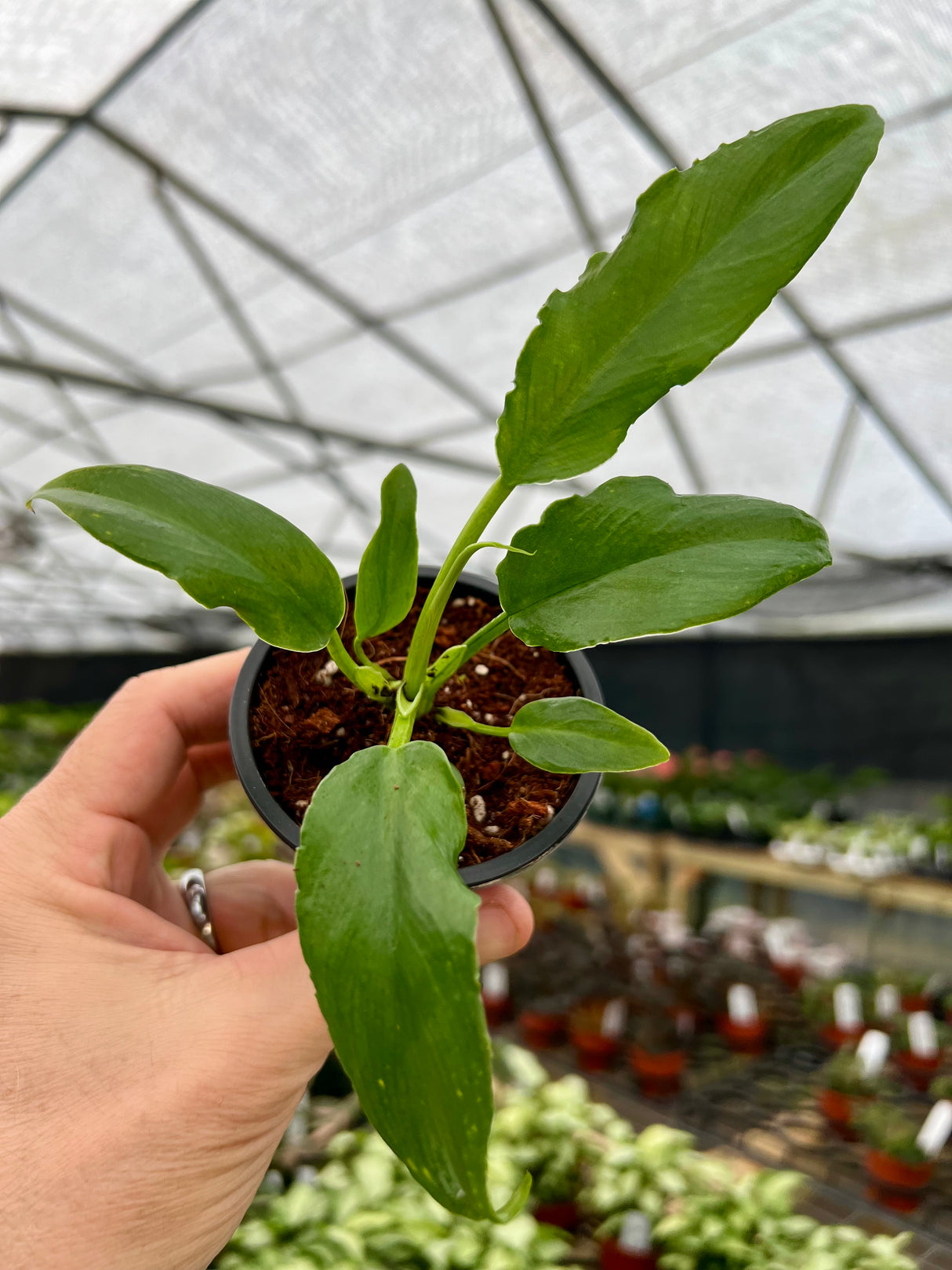 4” Philodendron ‘Orchid Jungle’ - Canopy Plant Co.