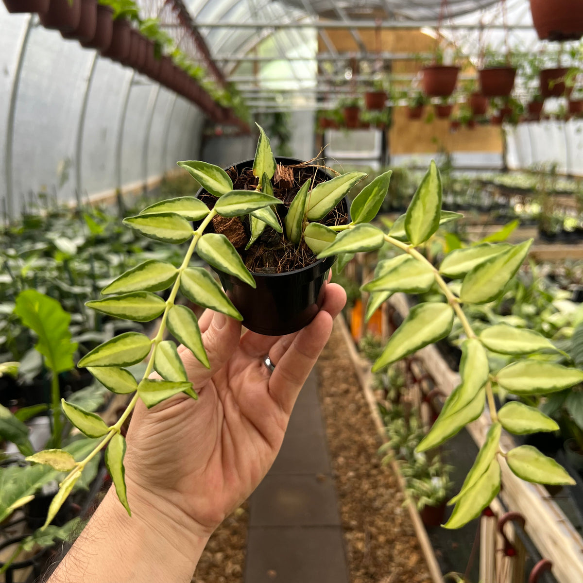 3" Hoya Bella ‘Luis Bois' (inner variegated) Canopy Plant Co.