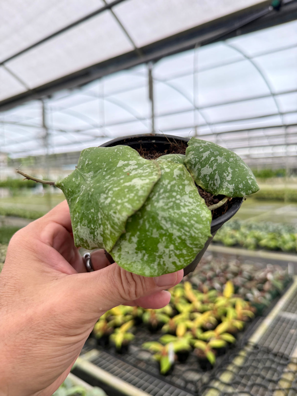 4" Hoya imbricata