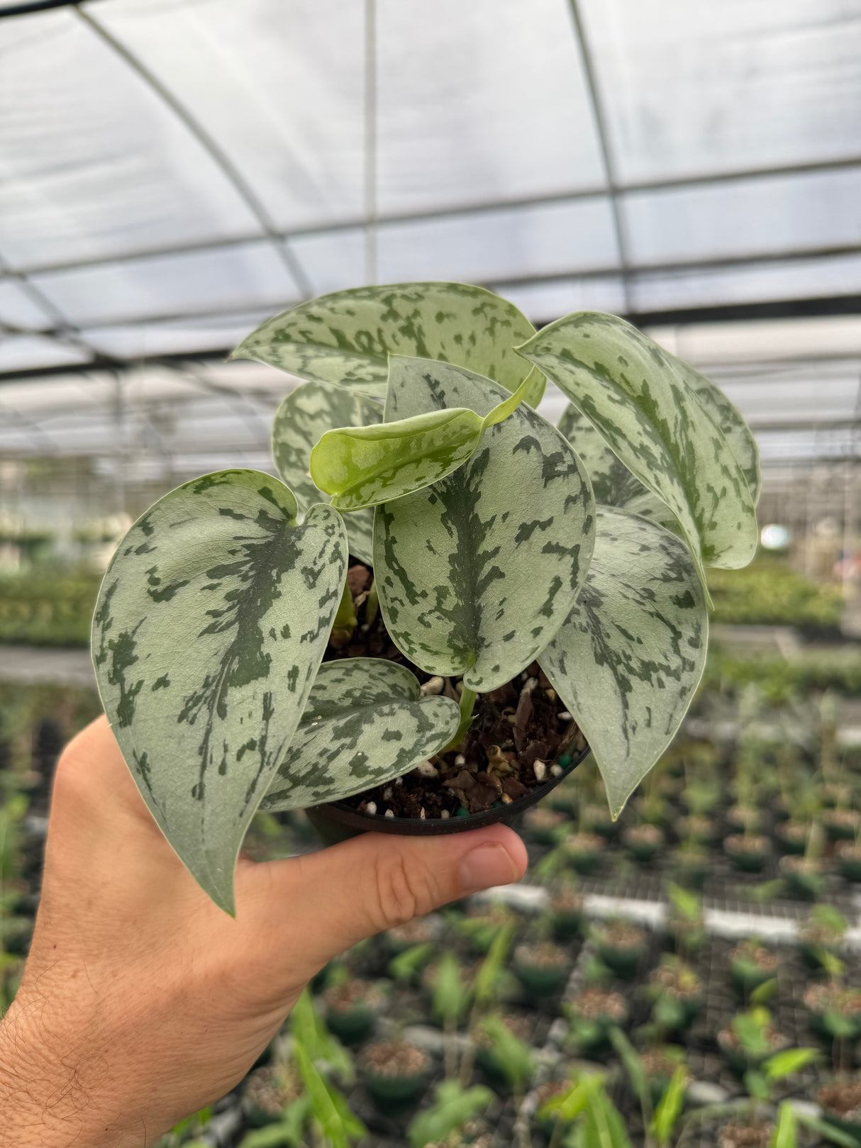 4" Scindapsus 'Silver Lady'