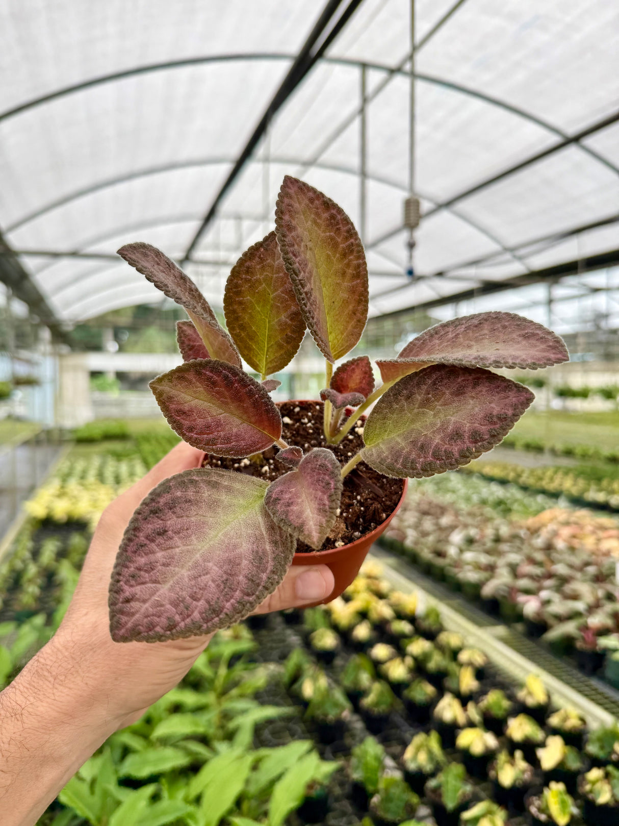 4” Episcia 'Temptation'