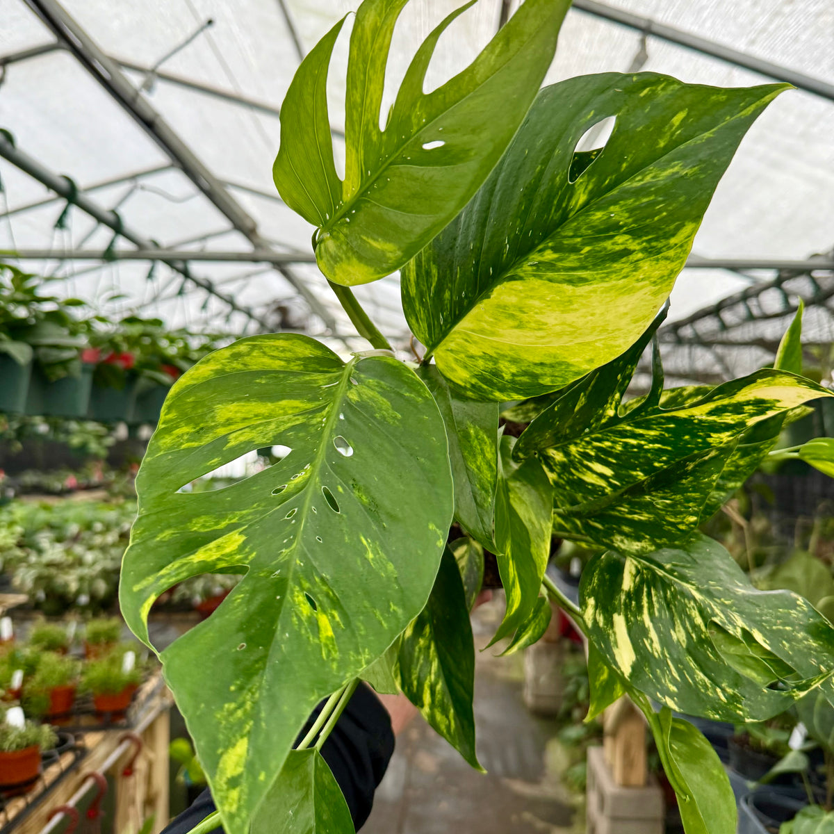 pothos with yellow variegation 6" Epipremnum pinnatum 'Yellow Sunrise' – Canopy Plant Co