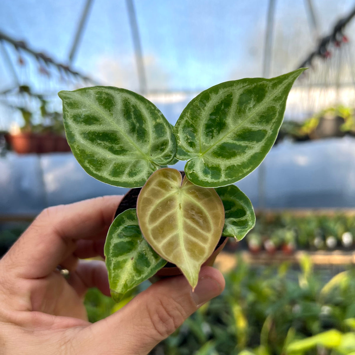 anthurium dorayakii 2" Anthurium ‘Dorayaki’ x ‘Silver Blush’