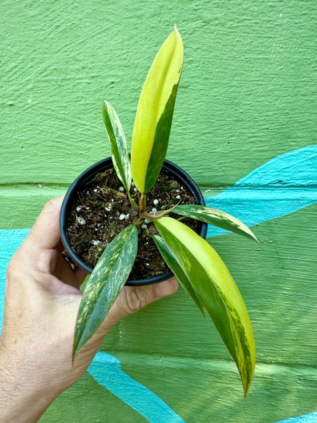 4” Philodendron ‘Caramel Marble’ - Canopy Plant Co.