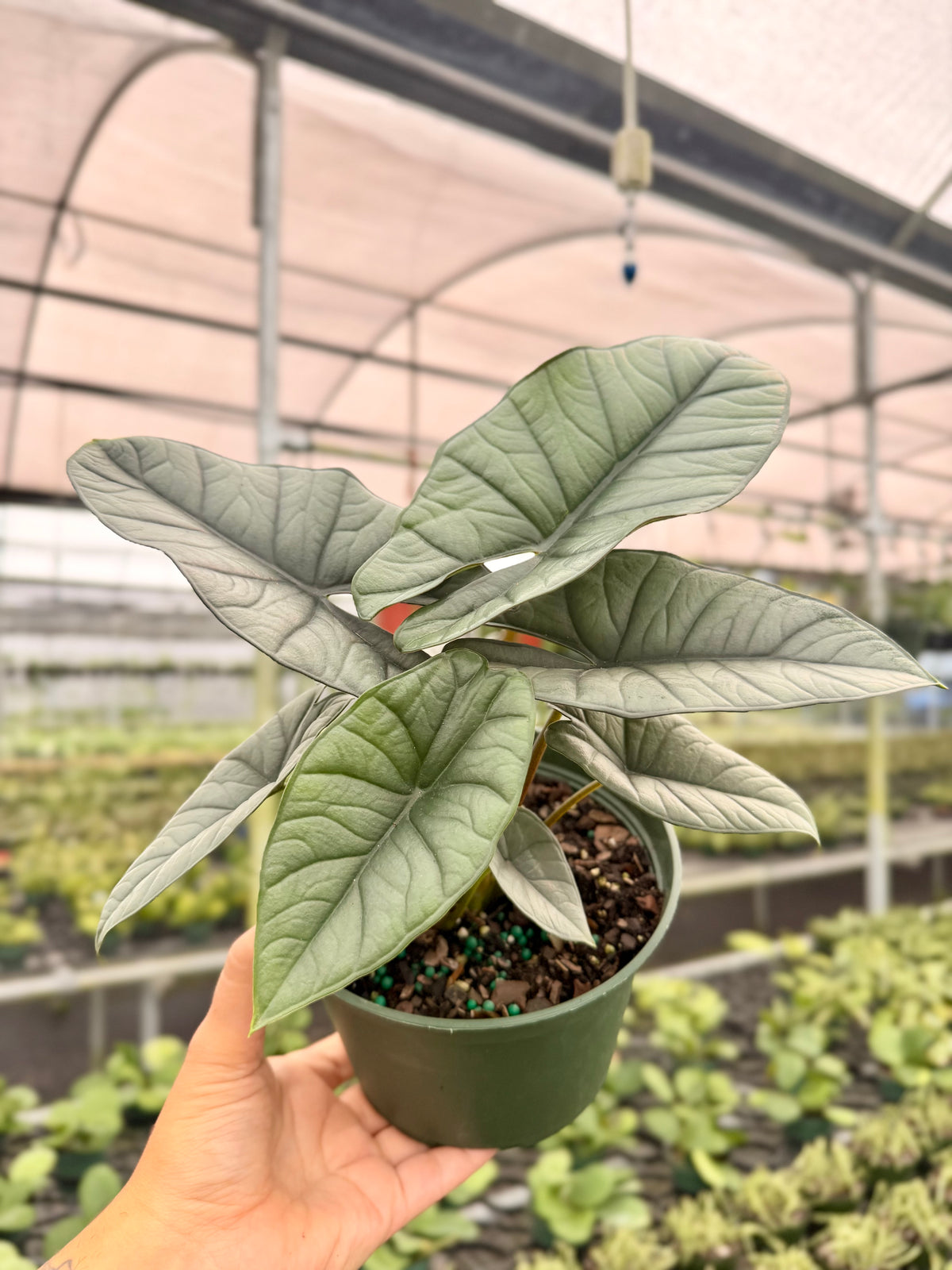 6" Alocasia ‘Platinum’