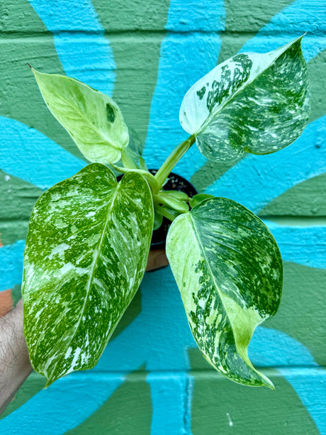 4" Philodendron ‘Jose Buono’ - Canopy Plant Co.