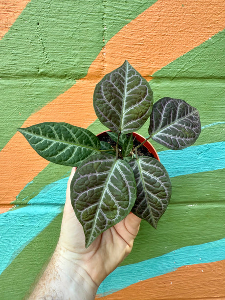 4" Bignonia argyro violacea - Canopy Plant Co.