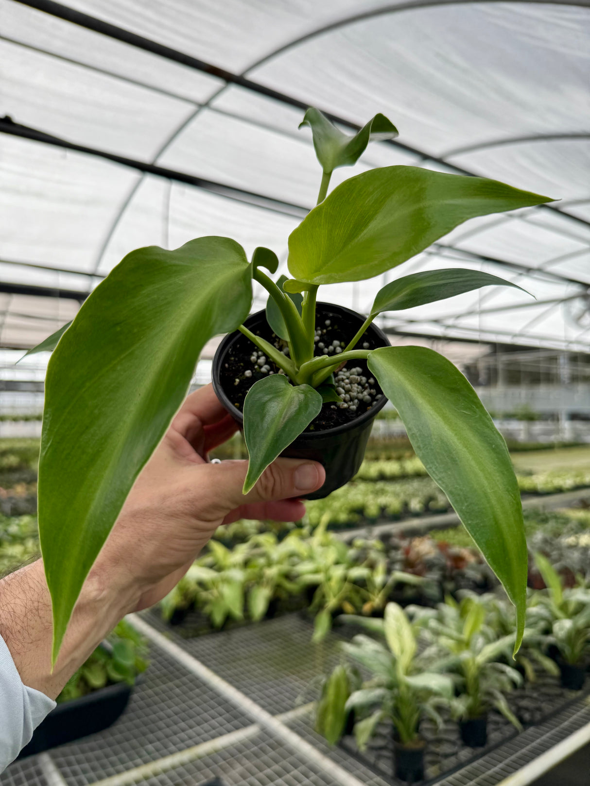 4" Philodendron rugosum
