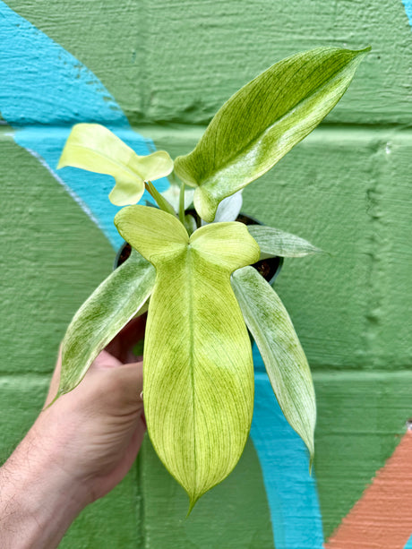 4” Philodendron ‘Florida Ghost’ - Canopy Plant Co.