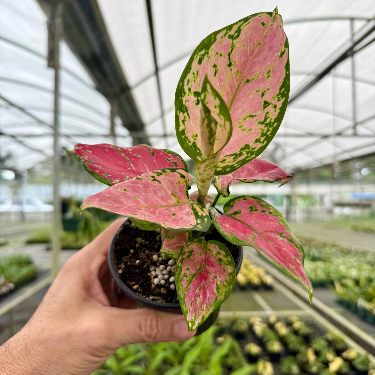 pink katrina aglaonema 4” Aglaonema 'Diamond Red'