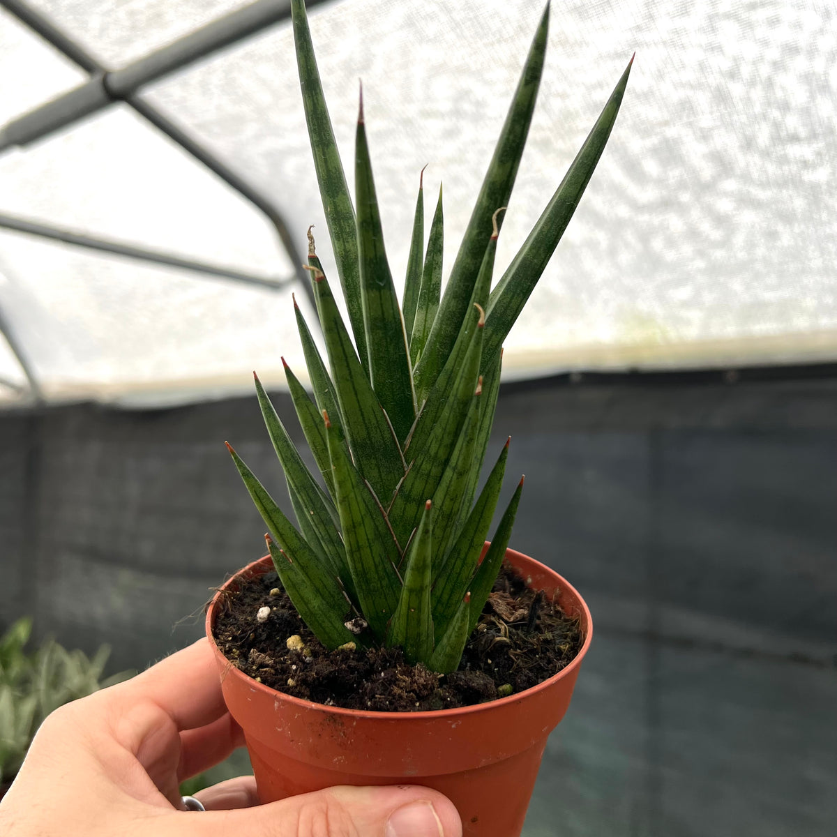 sansevieria genus 4" Sansevieria francisii – Canopy Plant Co