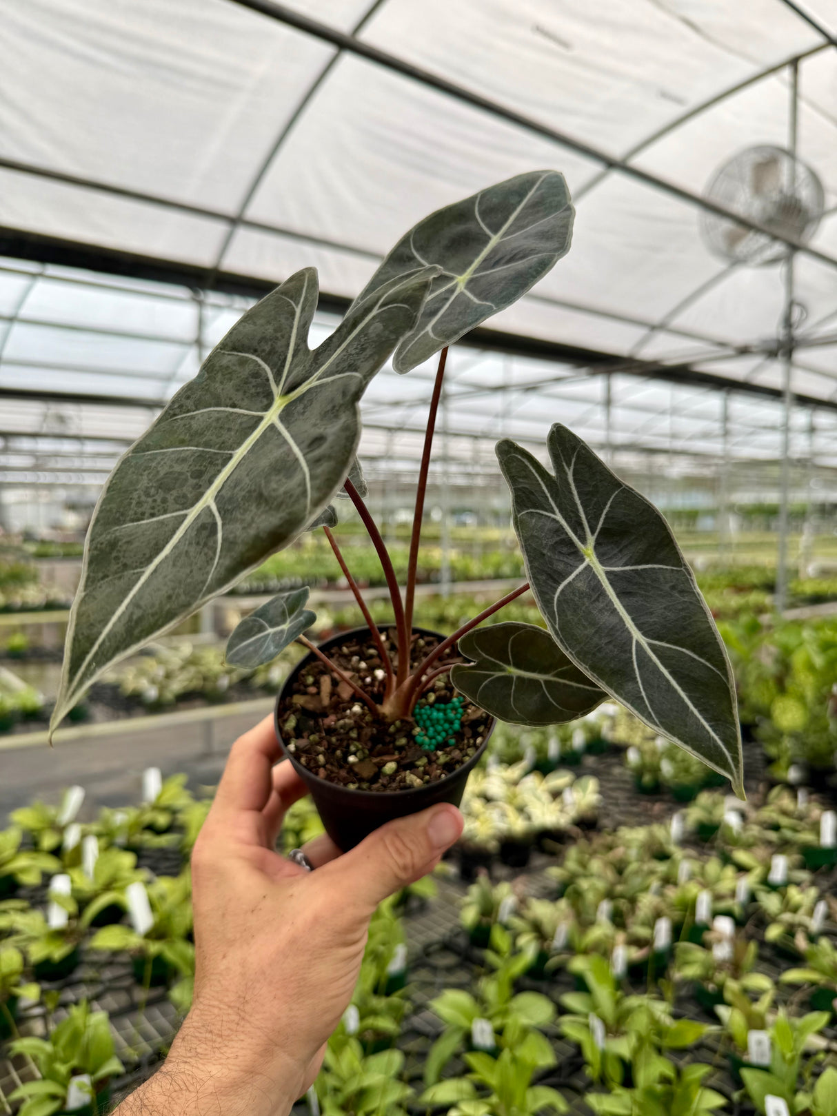 4" Alocasia ‘Dragons Tooth’