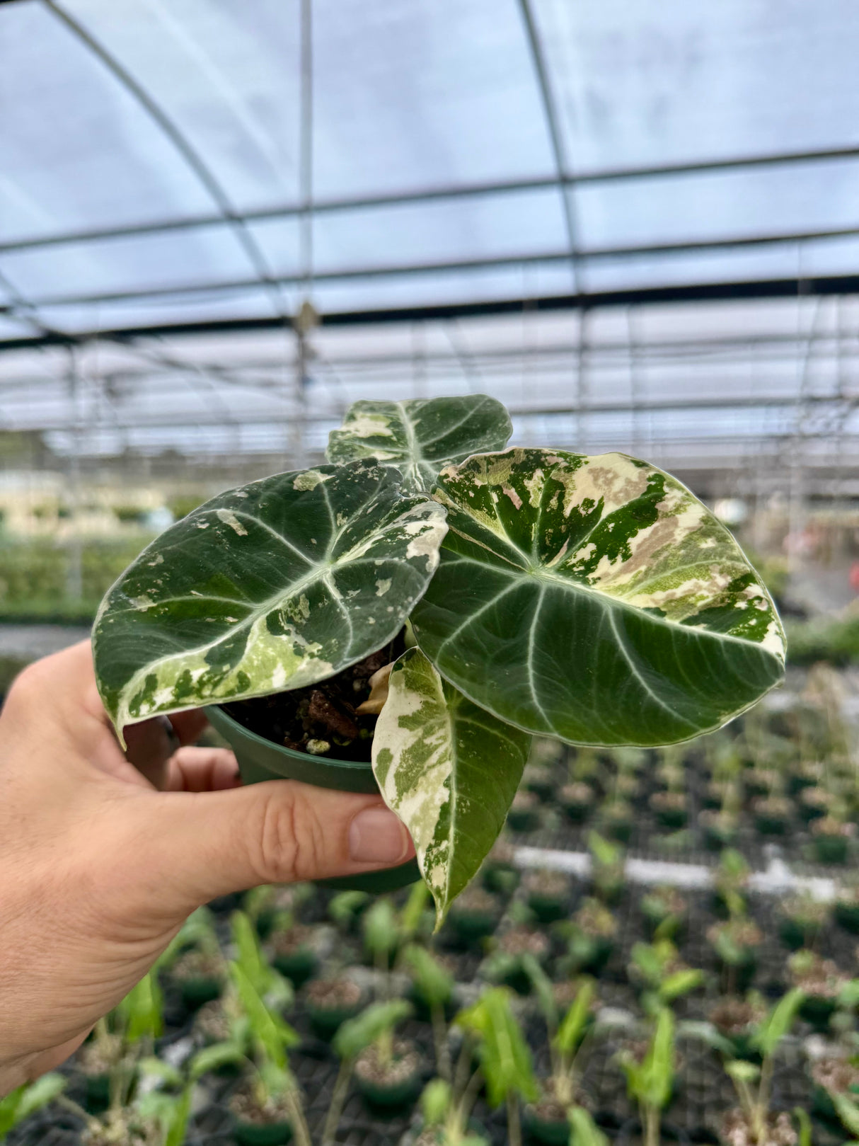 4" Alocasia ‘Black Velvet’ pink variegated