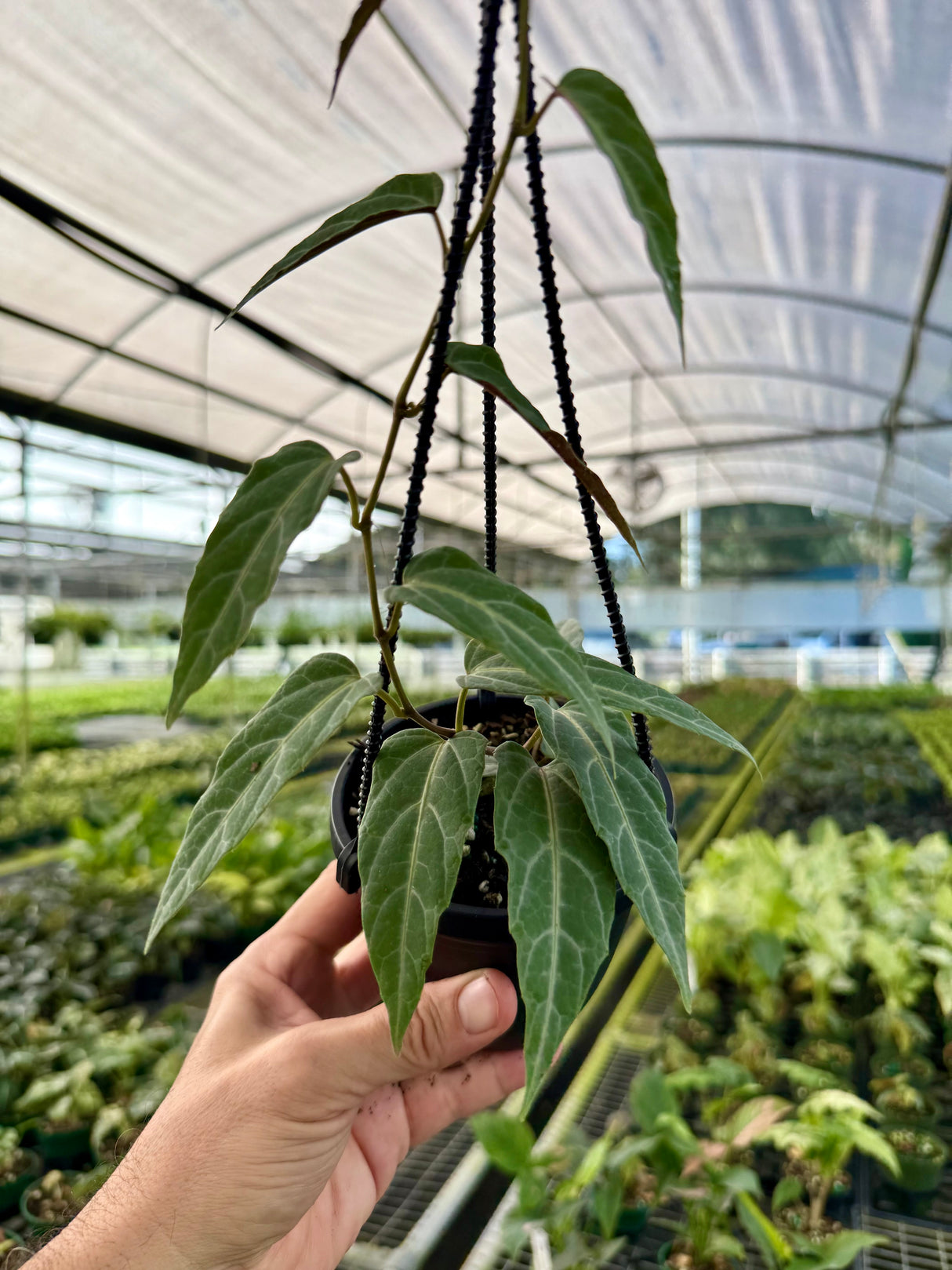 4" Cissus amazonica hanging basket