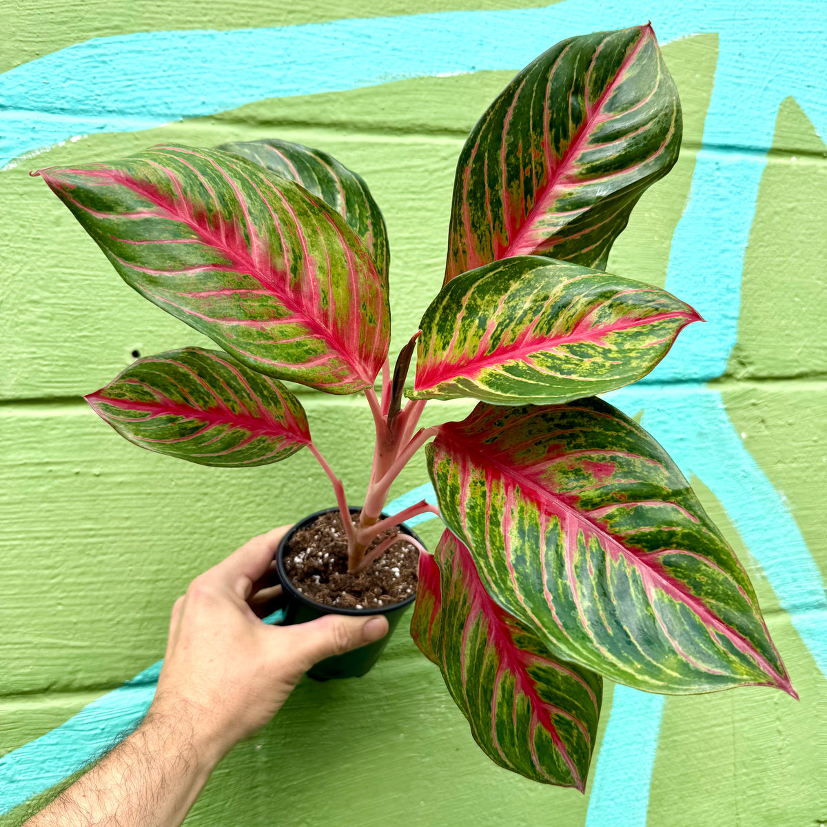 4” Aglaonema 'Black Dragon'
