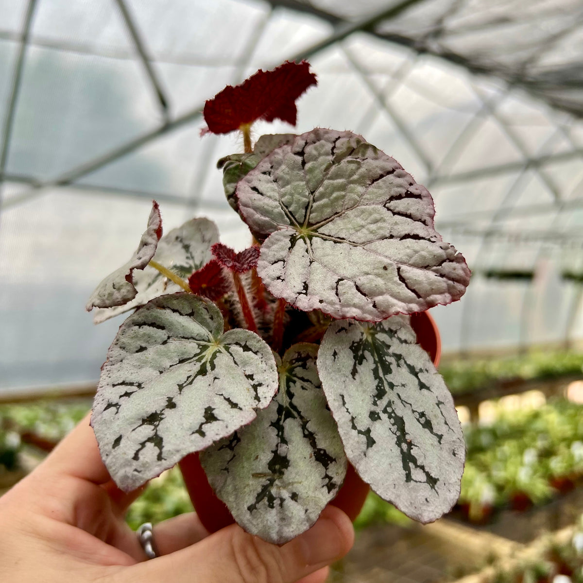 Silver Dollar Begonia