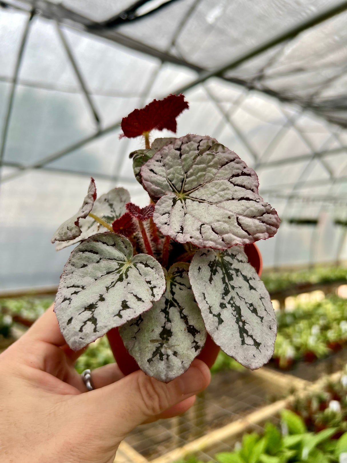 4" Begonia Silver Dollar (small) - Canopy Plant Co.