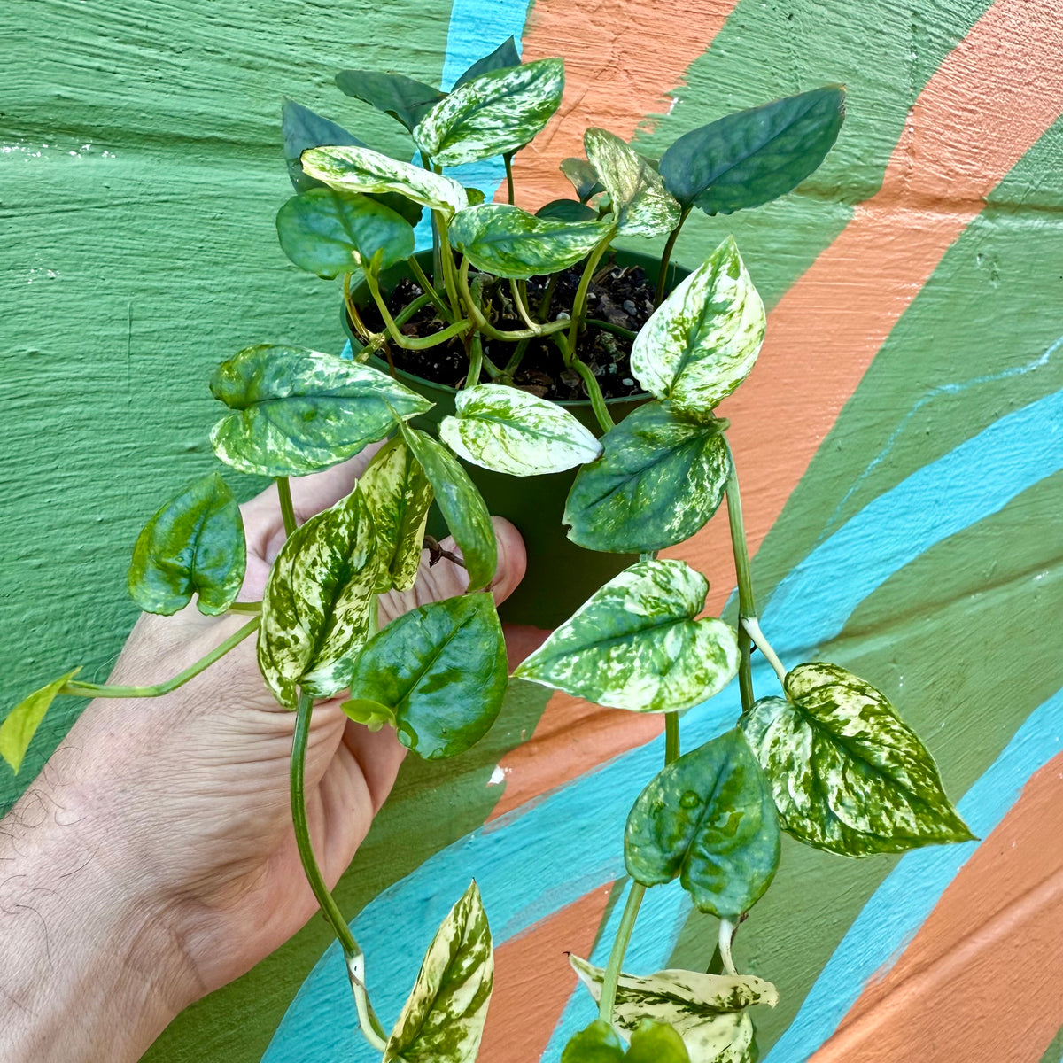 baltic blue pothos variegated 4” Pothos ‘Cebu Blue Ghost’ (variegated)