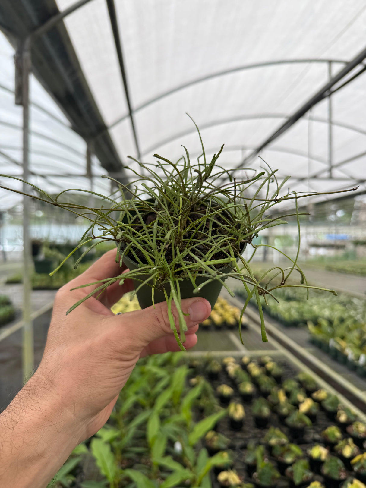 4" Hoya retusa