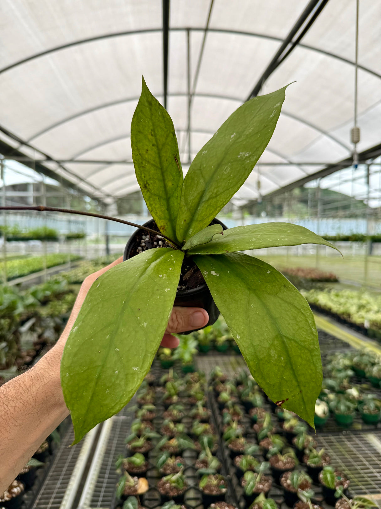 4” Hoya undulata ‘Splash’