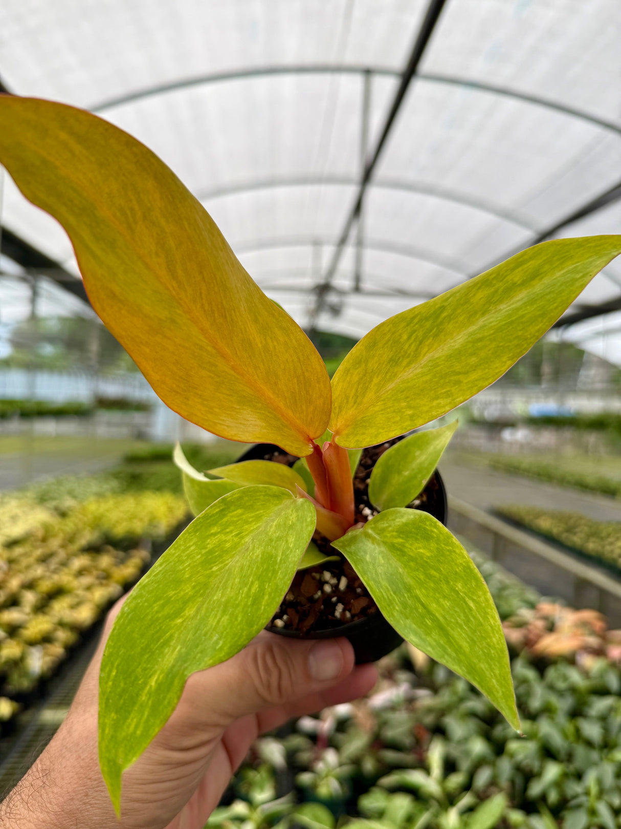 4” Philodendron ‘Orange Marmalade’