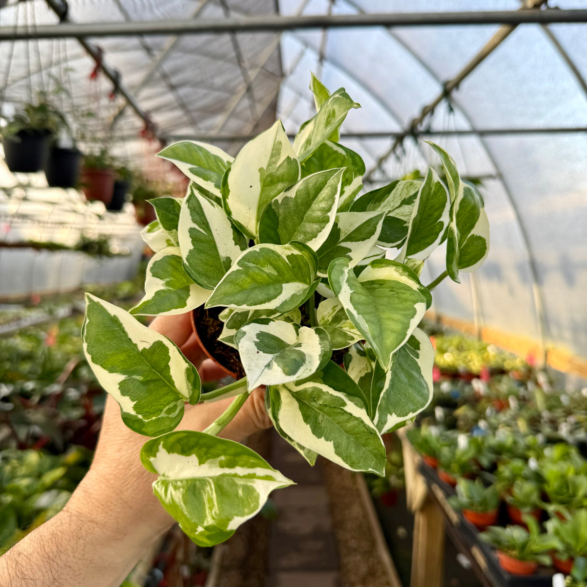 white pothos 4