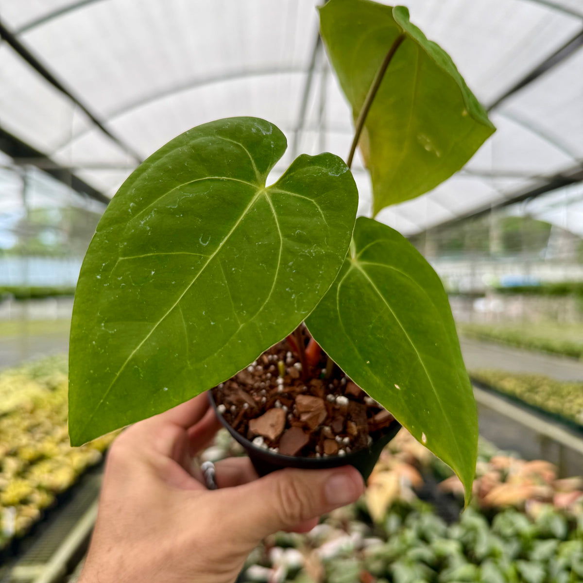 anthurium papillilaminum care 4" Anthurium papillilaminum