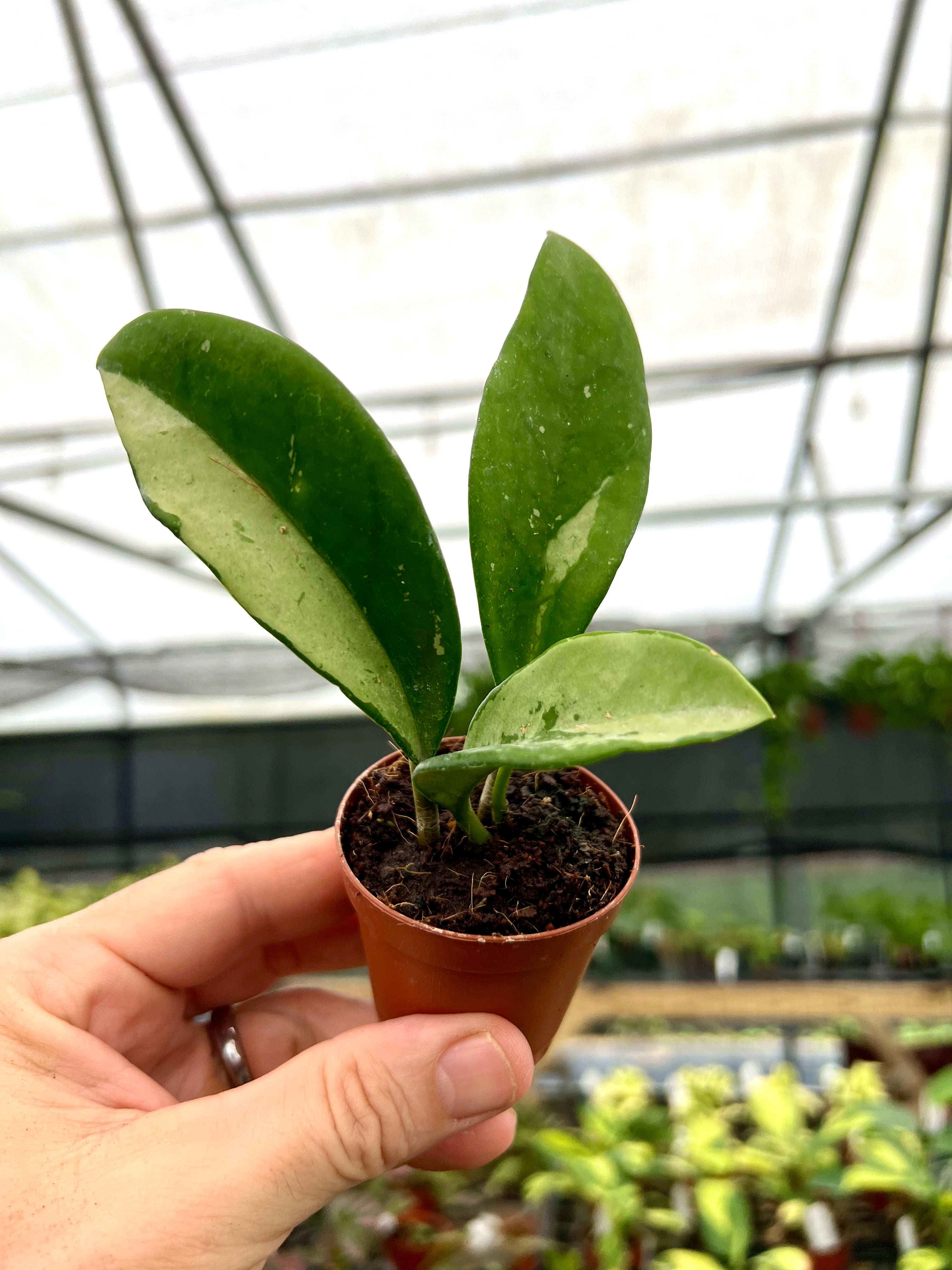 その他観葉植物 HOYA apoda Hoya Apoda arrived today! : r/hoyas