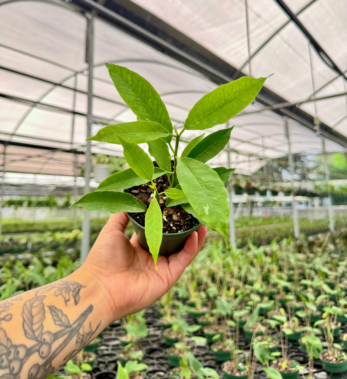 4" Hoya lockii