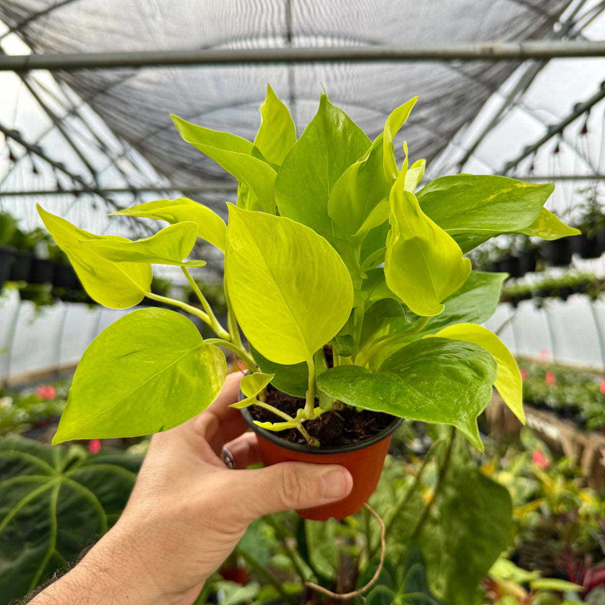 elite pothos 4" Pothos 'Champs Elysees' – Canopy Plant Co