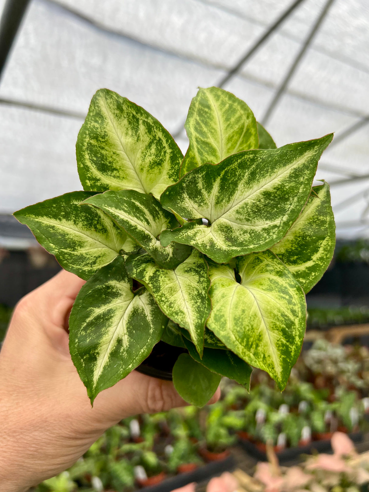 4” Syngonium Mouse Ears - Canopy Plant Co.