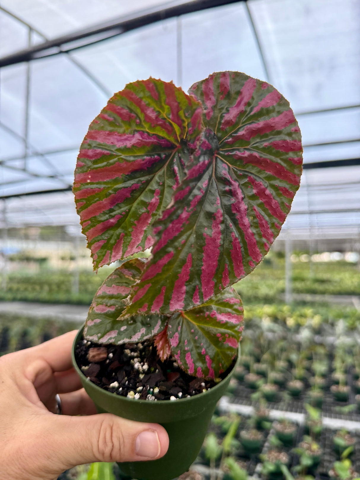 4" Begonia brevirimosa 'Exotica'