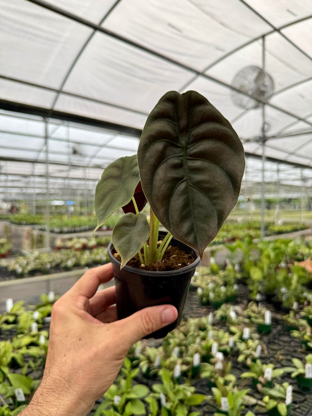 4" Alocasia cuprea 'Red Secret'